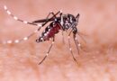 Dengue fever symptoms seen in Los Angeles County from local mosquito bites