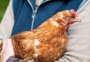 California reports more bird flu cases in humans as experts voice concerns