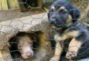 Puppies rescued from Hurricane Helene will be adopted by veterans, first responders