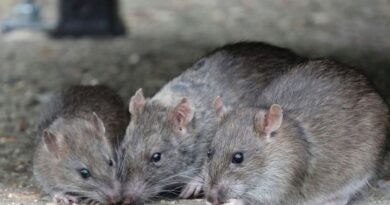 Lassa fever death reported in Midwestern state