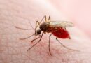 Texas records first locally transmitted dengue fever case of 2024