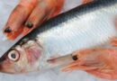 Seafood samples contain high levels of microplastics in western US: study