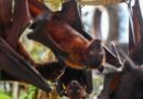 New bat coronavirus discovered in China sparks pandemic concerns