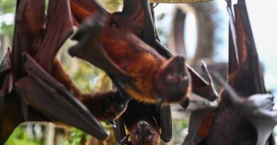 New bat coronavirus discovered in China sparks pandemic concerns