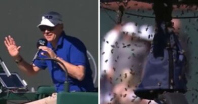 Indian Wells umpire recalls suspending match as 25,000 bees took over the court | Tennis | Sport