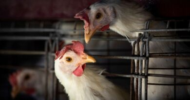 New bird flu outbreak reported in Mississippi, infecting more than 47K chickens