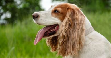 12 breeds likely to develop condition that 40% of UK dogs suffer from 12 breeds likely to develop condition that 40% of UK dogs suffer from