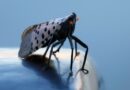 Invasive lanternflies could pose threat to agriculture this summer, experts warn