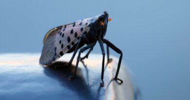 Invasive lanternflies could pose threat to agriculture this summer, experts warn
