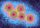 European health agency warns of hepatitis A spike affecting travelers