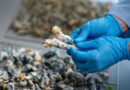 Psilocybin in magic mushrooms shows 5-year depression relief after single dose, study finds