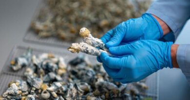 Psilocybin in magic mushrooms shows 5-year depression relief after single dose, study finds