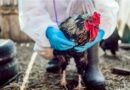 CDC ends bird flu emergency as infections decline, public risk remains low