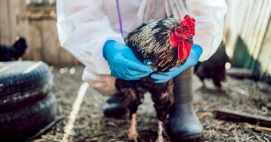 CDC ends bird flu emergency as infections decline, public risk remains low