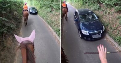 Rider of ex-racehorse at centre of viral video row breaks silence | Racing | Sport