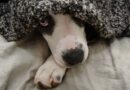Vet shares simple method to keep dogs calm during fireworks Vet shares simple method to keep dogs calm during fireworks