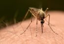 Dengue spreads locally in southern state as mosquito-control officials race to contain virus