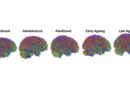 Neuroscientists say the brain hits these five stages over one lifetime