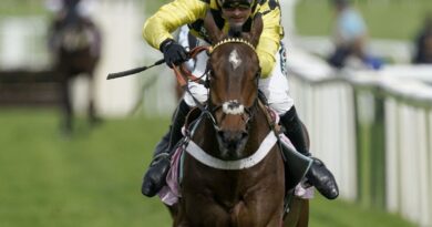 Sir Gino’s trainer in tears on TV after iconic horse suffers grim injury at Cheltenham | Racing | Sport