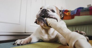 Bulldog’s priceless reaction to owner’s return has people in hysterics Bulldog’s priceless reaction to owner’s return has people in hysterics