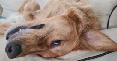 Golden retriever’s priceless reaction when new puppy moves in