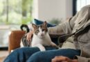 Cat owners told common action doesn’t mean your pet is happy Cat owners told common action doesn’t mean your pet is happy