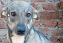 Poor 3-legged rescue dog who ‘loves to cuddle’ is desperate for a home Poor 3-legged rescue dog who ‘loves to cuddle’ is desperate for a home