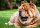 UK’s top 10 ‘most dangerous’ dogs — XL Bully is not on the list