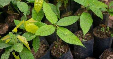 Major depression symptoms relieved by psychedelics in new clinical trial