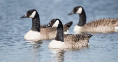 Bird flu suspected in 1,100 geese deaths across 7 counties