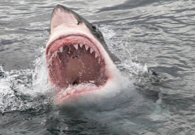 Surfer’s horrifying last act as he was bitten in half by shark ‘as big as car’ | World | News