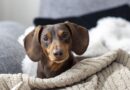 Couple gobsmacked when adopted ‘sausage dog’ becomes another breed