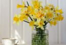 Daffodils will last longer and save you money with 1 change