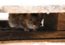 Households urged to do 1 check at home to stop mice and rats for good Households urged to do 1 check at home to stop mice and rats for good