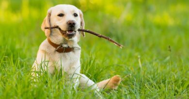 ‘Easiest’ dog breeds for first-time owners — not Border Collie or pug ‘Easiest’ dog breeds for first-time owners — not Border Collie or pug