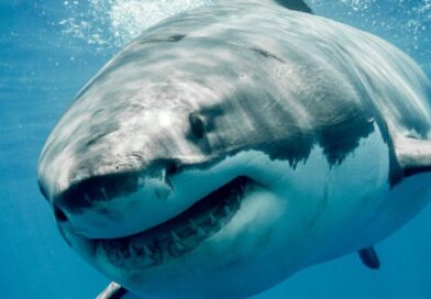 Huge 13ft-long great white shark spotted off coast of holiday hotspot loved by Brits | World | News Huge 13ft-long great white shark spotted off coast of holiday hotspot loved by Brits | World | News