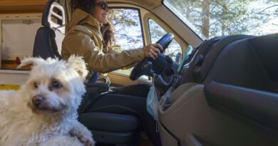 Drivers with dogs urged to make checks or face fine Drivers with dogs urged to make checks or face fine