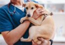 Vet shares the 5 most ‘overused’ dog names pet owners need to avoid Vet shares the 5 most ‘overused’ dog names pet owners need to avoid