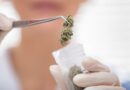 Medicinal cannabis shows little evidence in improving mental health disorders