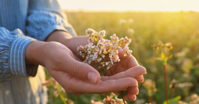 Valerian root compared to Valium for anti-anxiety, while experts warn of risks