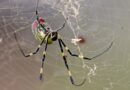 Joro spiders spreading across eastern US, but experts say not to panic