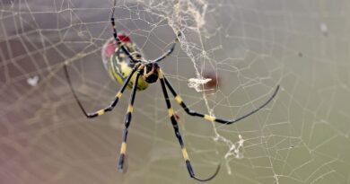 Joro spiders spreading across eastern US, but experts say not to panic