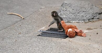 Punch the monkey is seen cuddling with fellow macaque at Japanese zoo