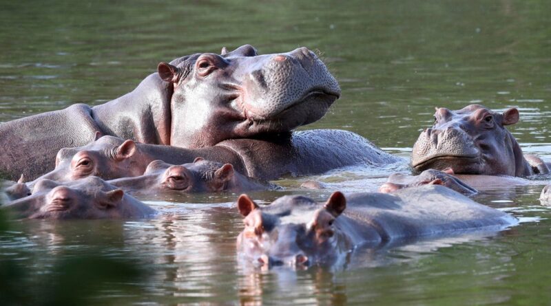 Billionaire’s son offers home for Colombia’s “cocaine hippos” rather than have them killed