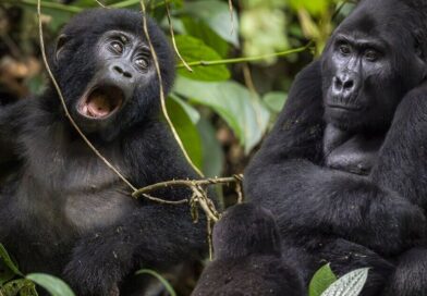 Fight to save mountain gorillas creating tensions over tourism | World | News