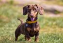 Dachshund’s adorable reaction to hearing owner say his favourite word