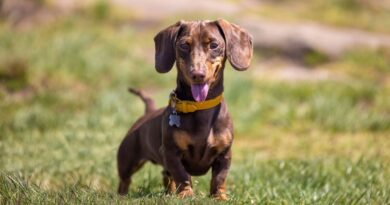 Dachshund’s adorable reaction to hearing owner say his favourite word Dachshund’s adorable reaction to hearing owner say his favourite word