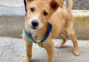 Adorable 3-month-old puppy need new home after street attack