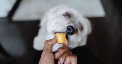 Vet shares 5 fruits it’s safe to feed to your beloved dog