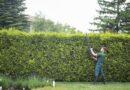 How tall your garden hedge can get before facing £1,000 fine How tall your garden hedge can get before facing £1,000 fine